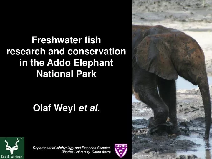 freshwater fish research and conservation in the addo elephant national park olaf weyl et al