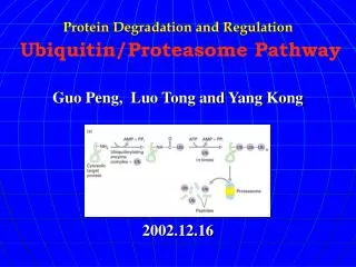 Protein Degradation and Regulation Ubiquitin/Proteasome Pathway Guo Peng, Luo Tong and Yang Kong 2002.12.16