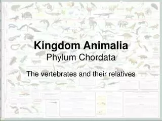 Kingdom Animalia Phylum Chordata