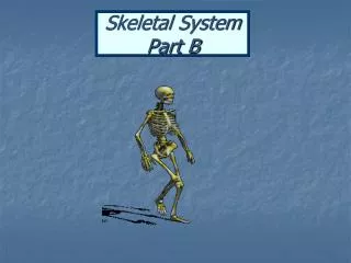 Skeletal System Part B