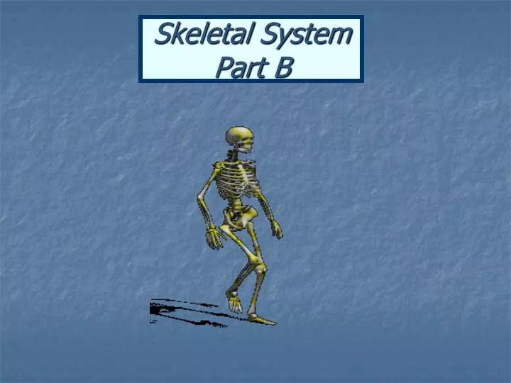 skeletal system part b