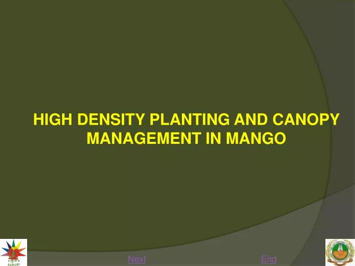 high density planting and canopy management in mango