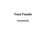 Trace Fossils - slide 1