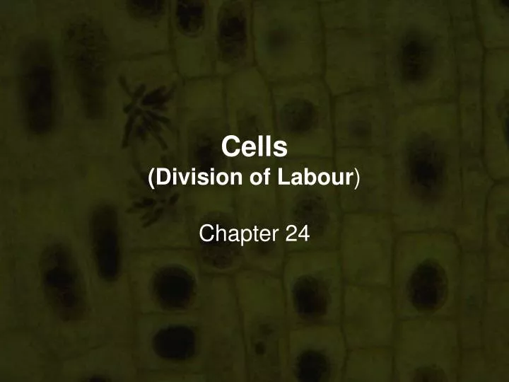 cells division of labour