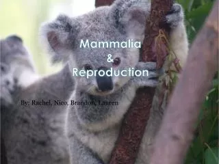 Mammalia &amp; Reproduction