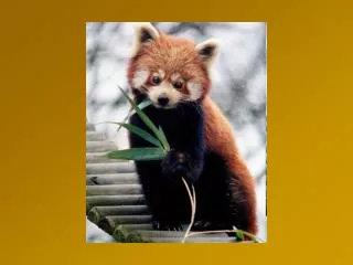 Red Panda