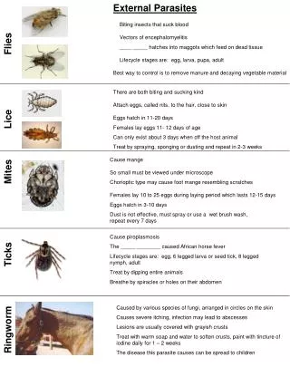 External Parasites