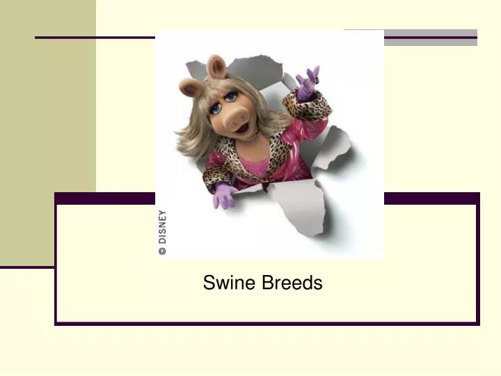 swine breeds