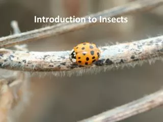 Introduction to Insects