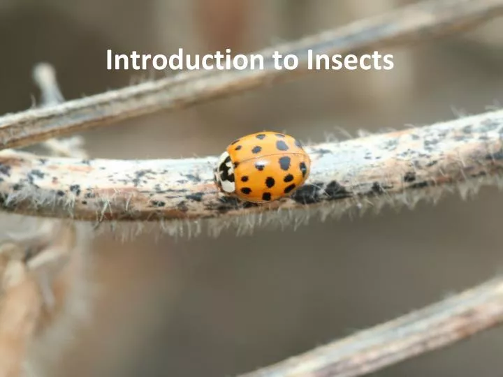 PPT - Introduction To Insects PowerPoint Presentation, Free Download ...