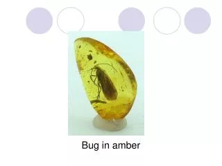 Bug in amber