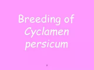 Breeding of Cyclamen persicum