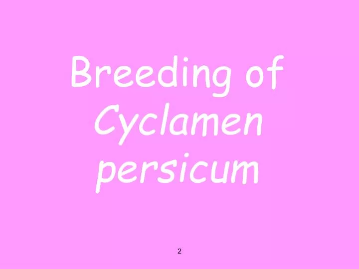 breeding of cyclamen persicum