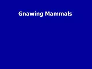 Gnawing Mammals