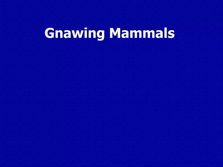 gnawing mammals