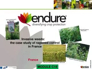 Invasive weeds: the case study of ragweed control in France France