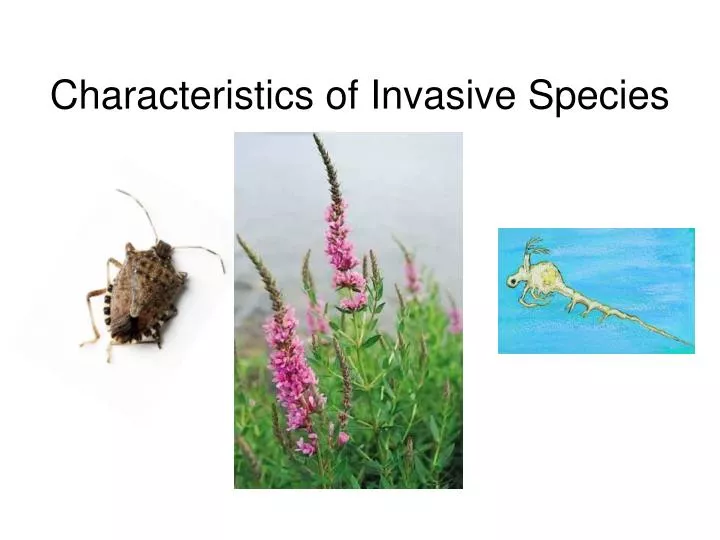 characteristics of invasive species
