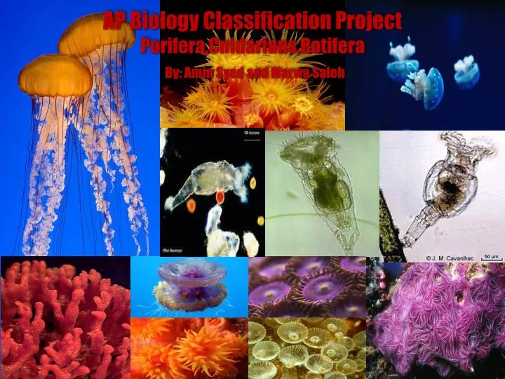ap biology classification project porifera cnidarians rotifera