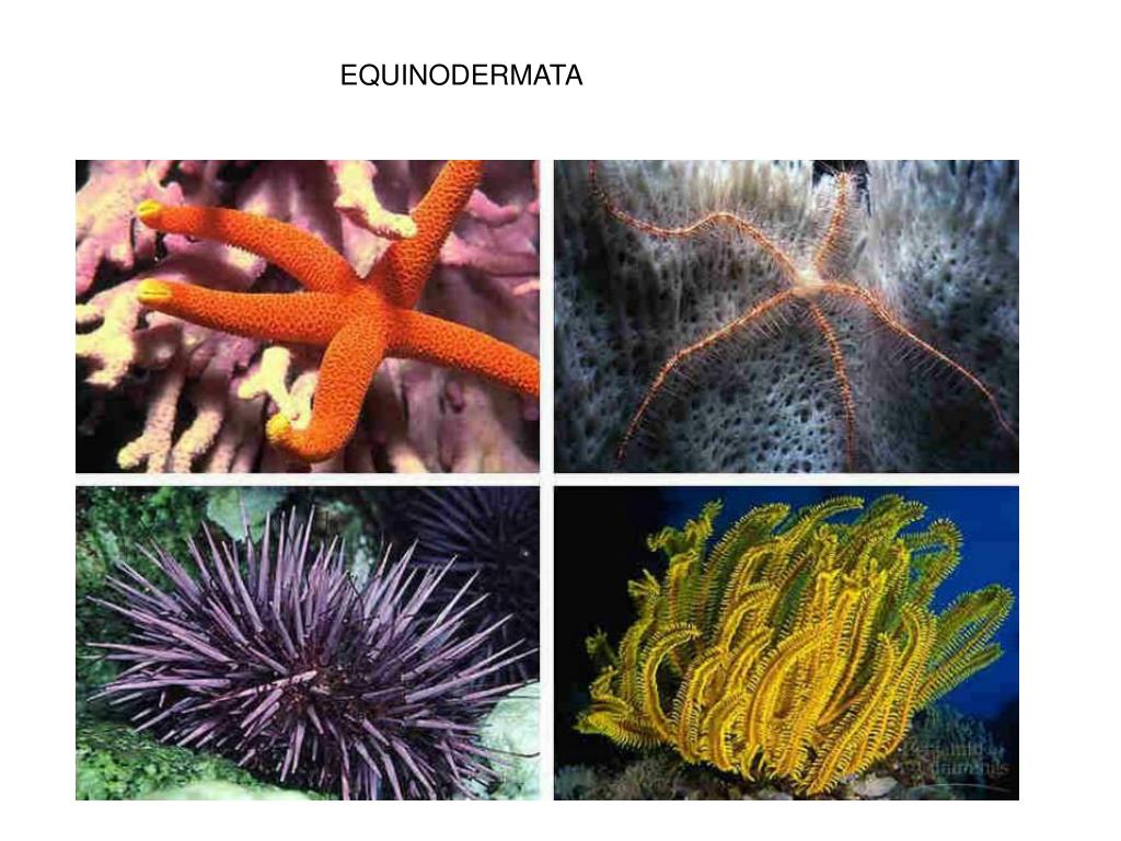 PPT - Echinodermata PowerPoint Presentation, free download - ID:1023627