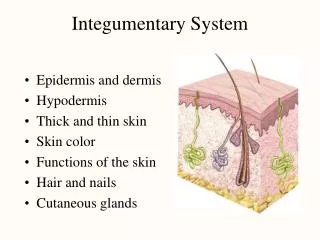 integumentary system