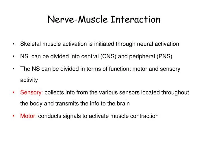 nerve muscle interaction