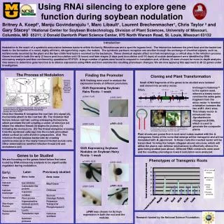 Using RNAi silencing to explore gene function during soybean nodulation