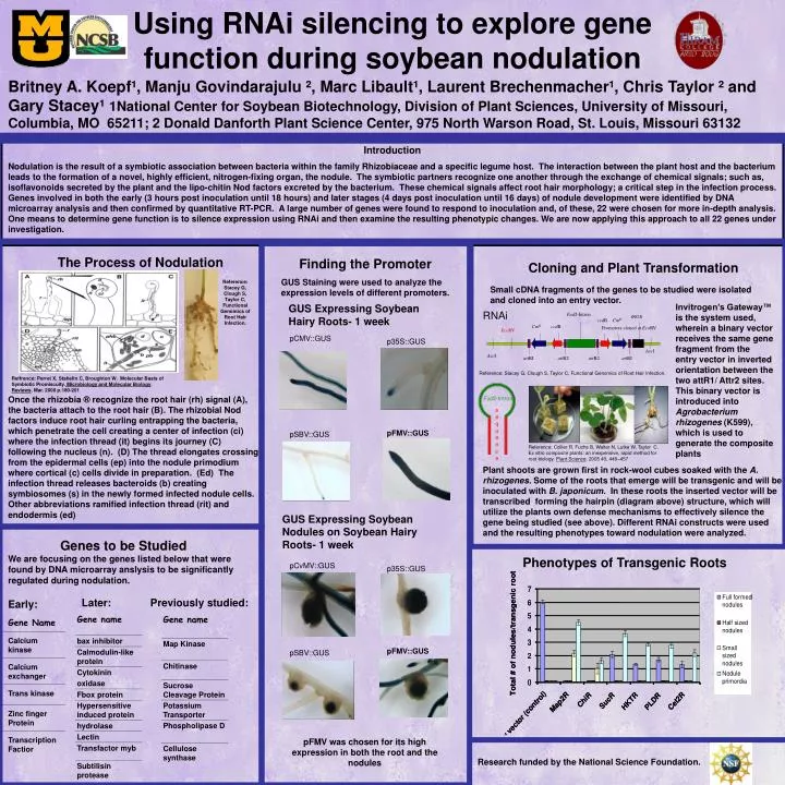 using rnai silencing to explore gene function during soybean nodulation