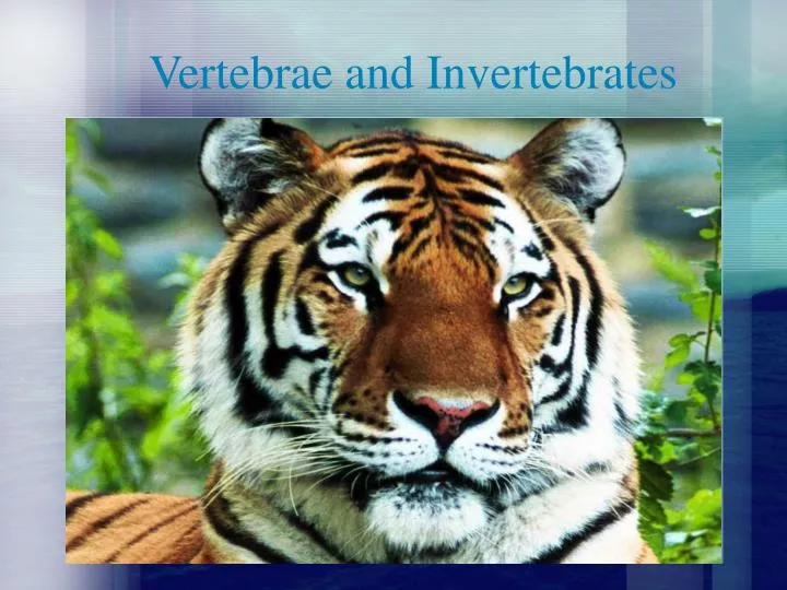 vertebrae and invertebrates