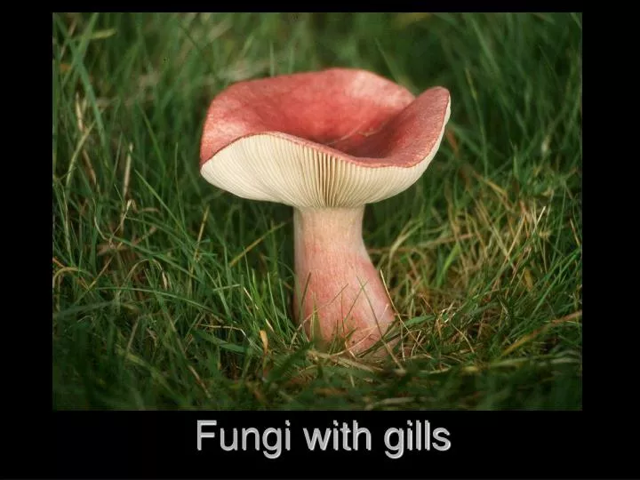 fungi with gills