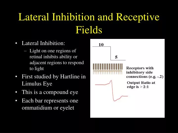 lateral inhibition and receptive fields