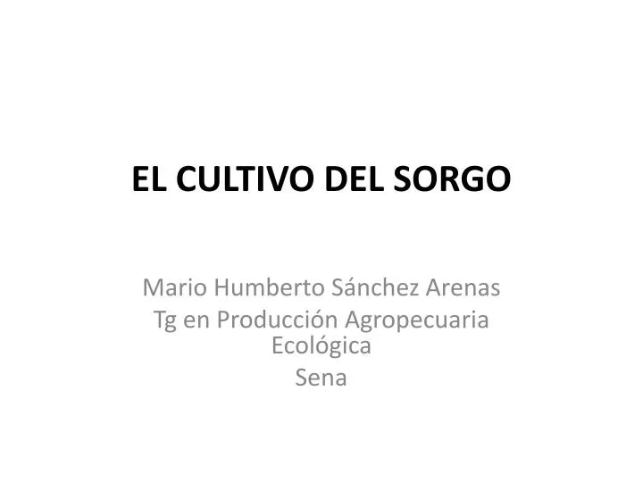 el cultivo del sorgo