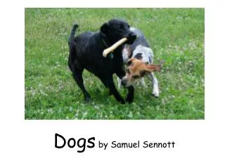 Dogs by Samuel Sennott