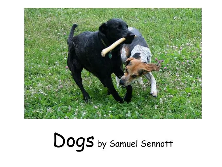 dogs by samuel sennott