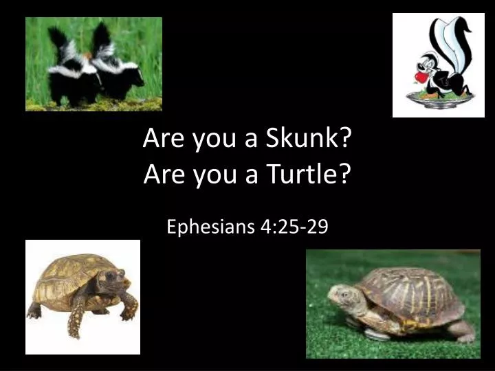 are you a skunk are you a turtle