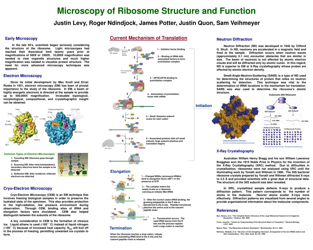 PPT - Microscopy of Ribosome Structure and Function PowerPoint ...