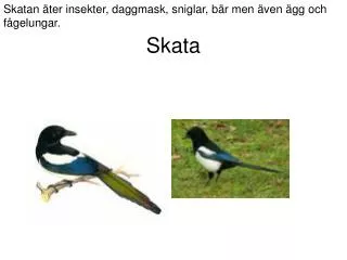 skata