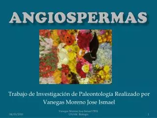 angiospermas