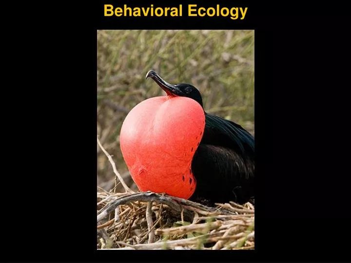 behavioral ecology