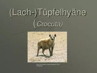 (Lach-)Tüpfelhyäne ( Crocuta)