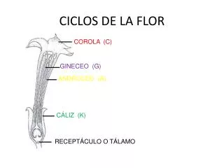 CICLOS DE LA FLOR