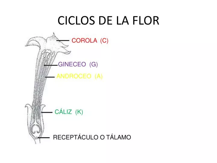 ciclos de la flor