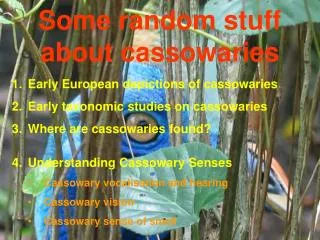 Some random stuff about cassowaries