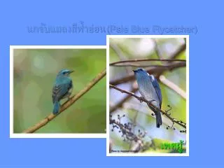 pale blue flycatcher
