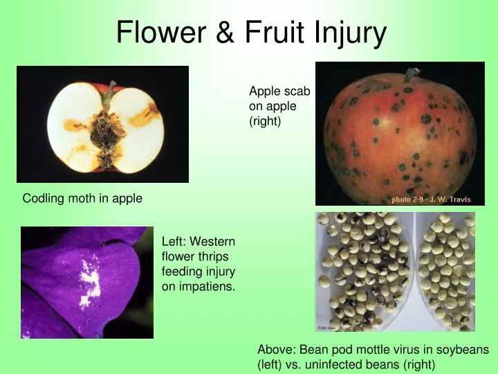 flower fruit injury