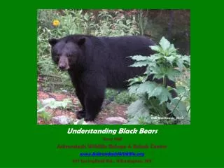 Understanding Black Bears Steve Hall Adirondack Wildlife Refuge &amp; Rehab Center www.AdirondackWildlife.org 977 Spring