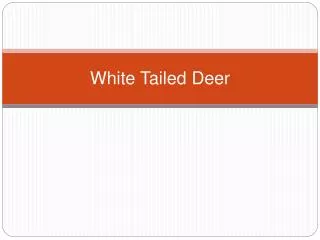 White Tailed Deer