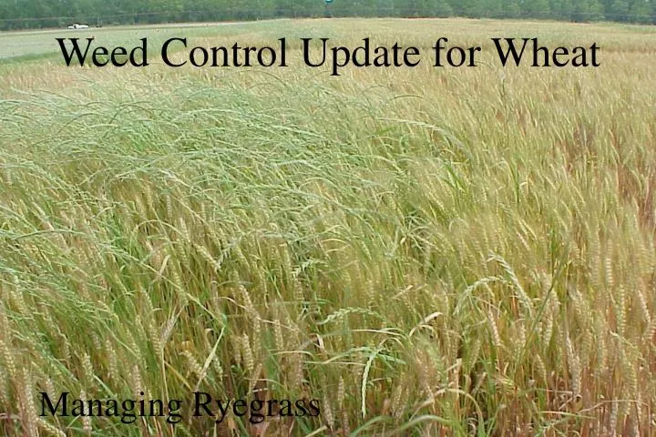 weed control update for wheat
