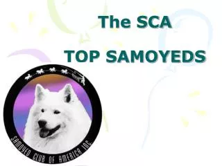 The SCA TOP SAMOYEDS