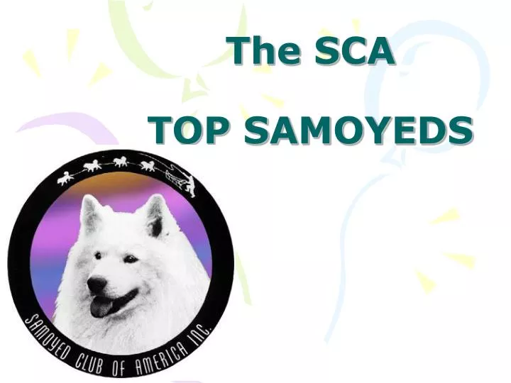 the sca top samoyeds