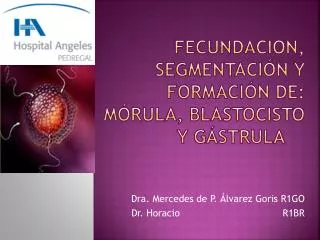 FECUNDACION, Segmentación y formación de: mórula, blastocisto y gástrula